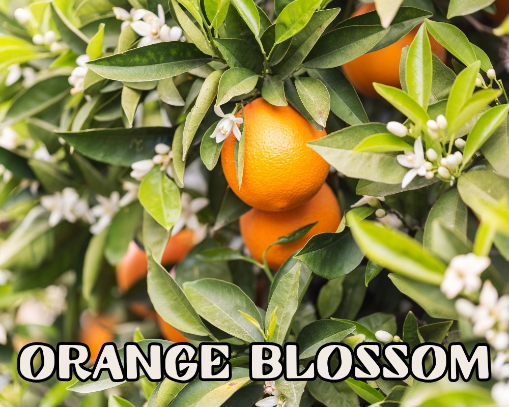Orange blossom soap description